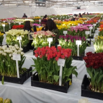 20171208 - Dates for the third Tulip Trade Event 14 - 16 March 2018 - photo 1