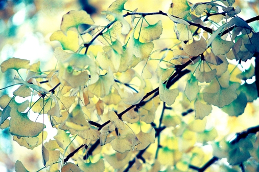 Ginkgo The Living Fossil 05 ©Jimmy Shen