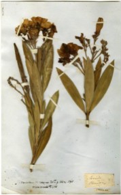 Nerium oleander specimen ©Bodleian Libraries University of Oxford