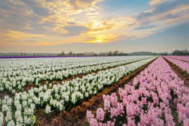 Tulip fields ©Keukenhof