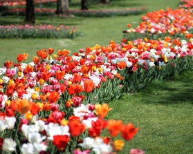 tulipomania ©parcosigurta