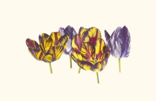 Fiona Strickland_English Florist Tulip Group Portrait_watercolour on Kelmscott vellum_41 x 63cm